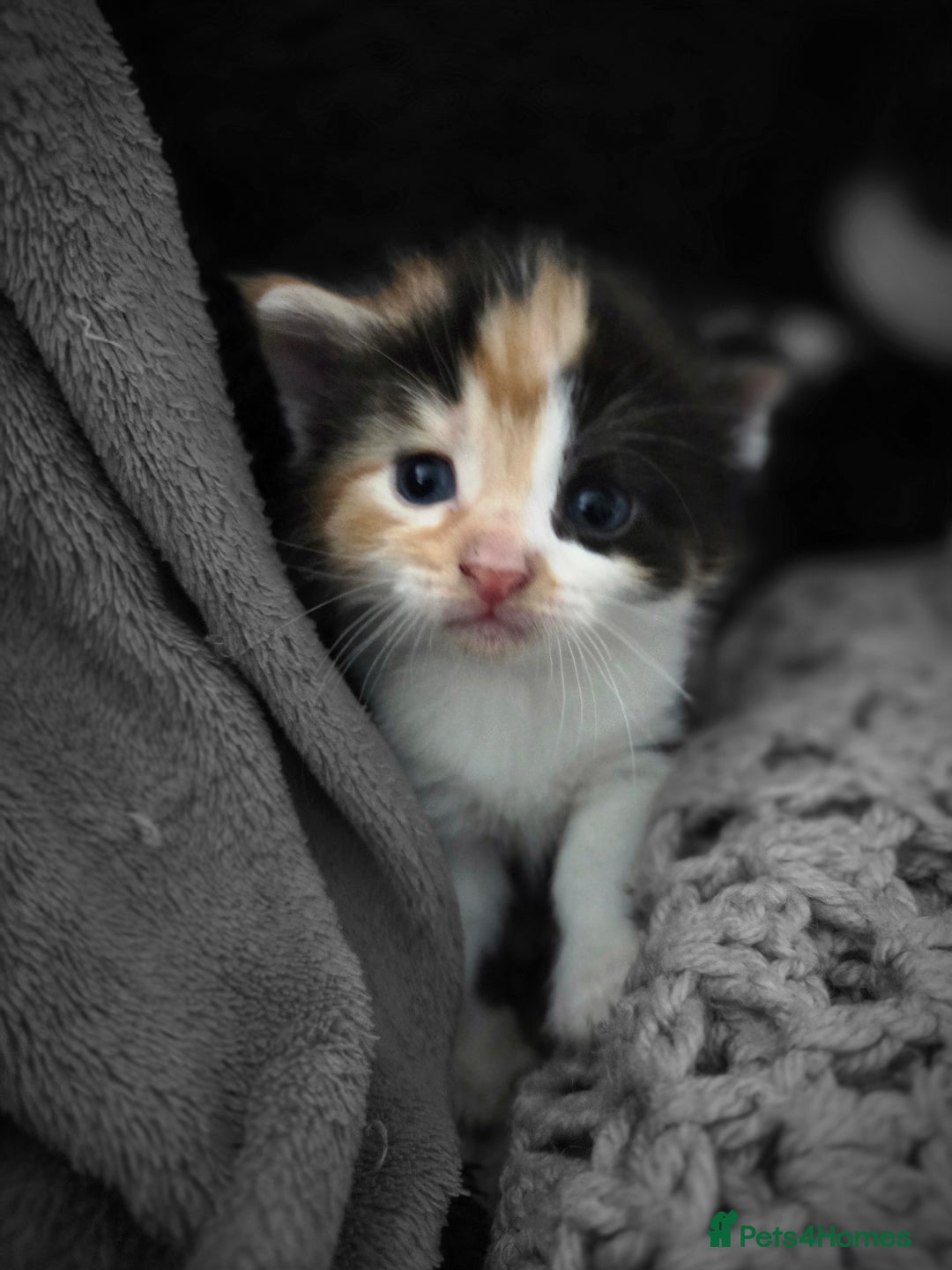 Mixed Breed cats for sale: 5 Fabulous kittens - Advert 21