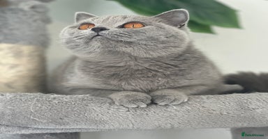 British Shorthair cats - Advert 10