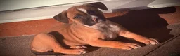 Mixed Breed dogs for sale: Presa x American bulldog puppies - Advert 3