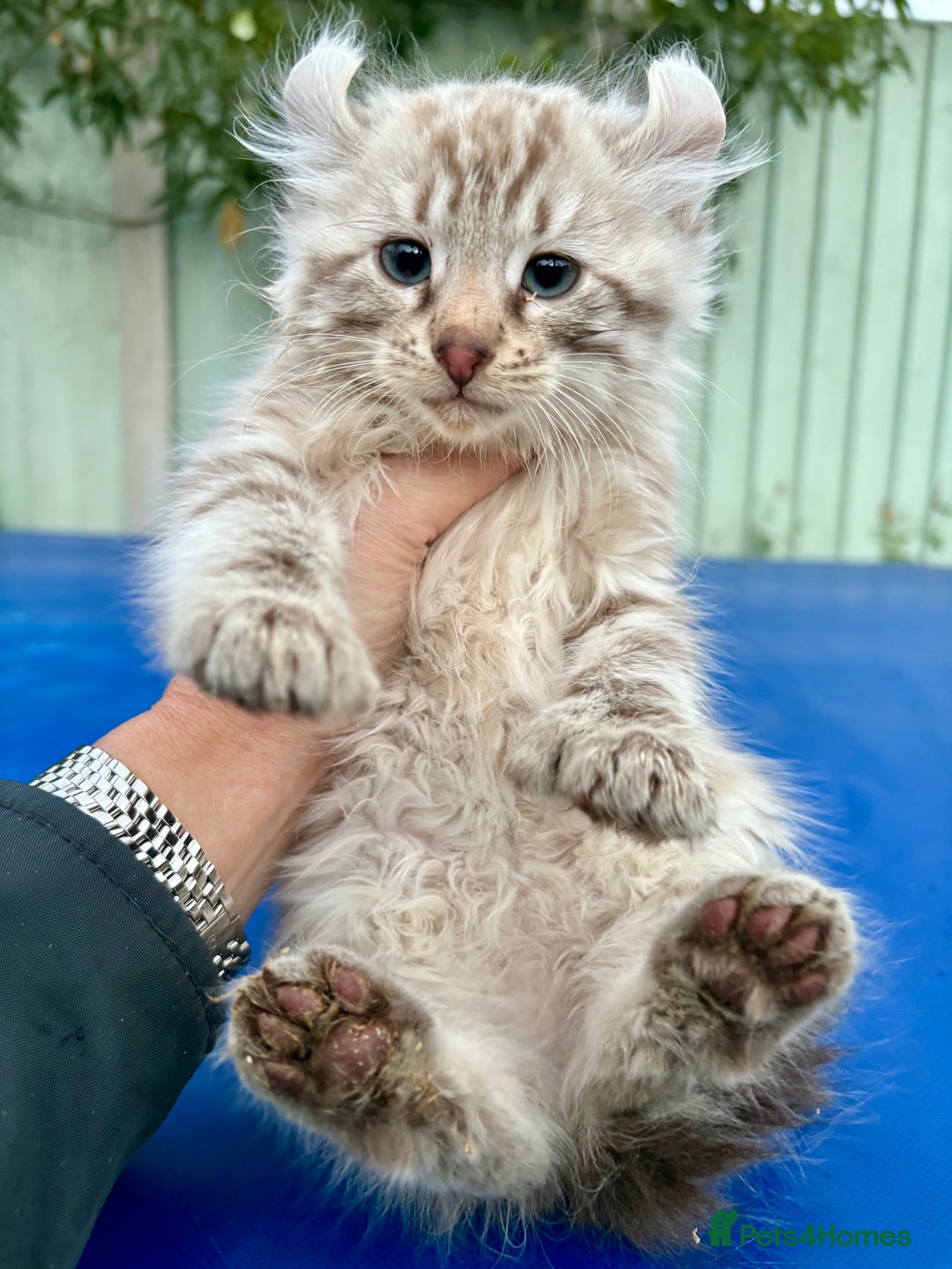 Savannah cats for sale: Super rare longhaired girl  - Advert 8