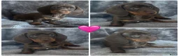 Miniature Dachshund dogs for sale:  Adorable kc miniature dachshunds  - Advert 4