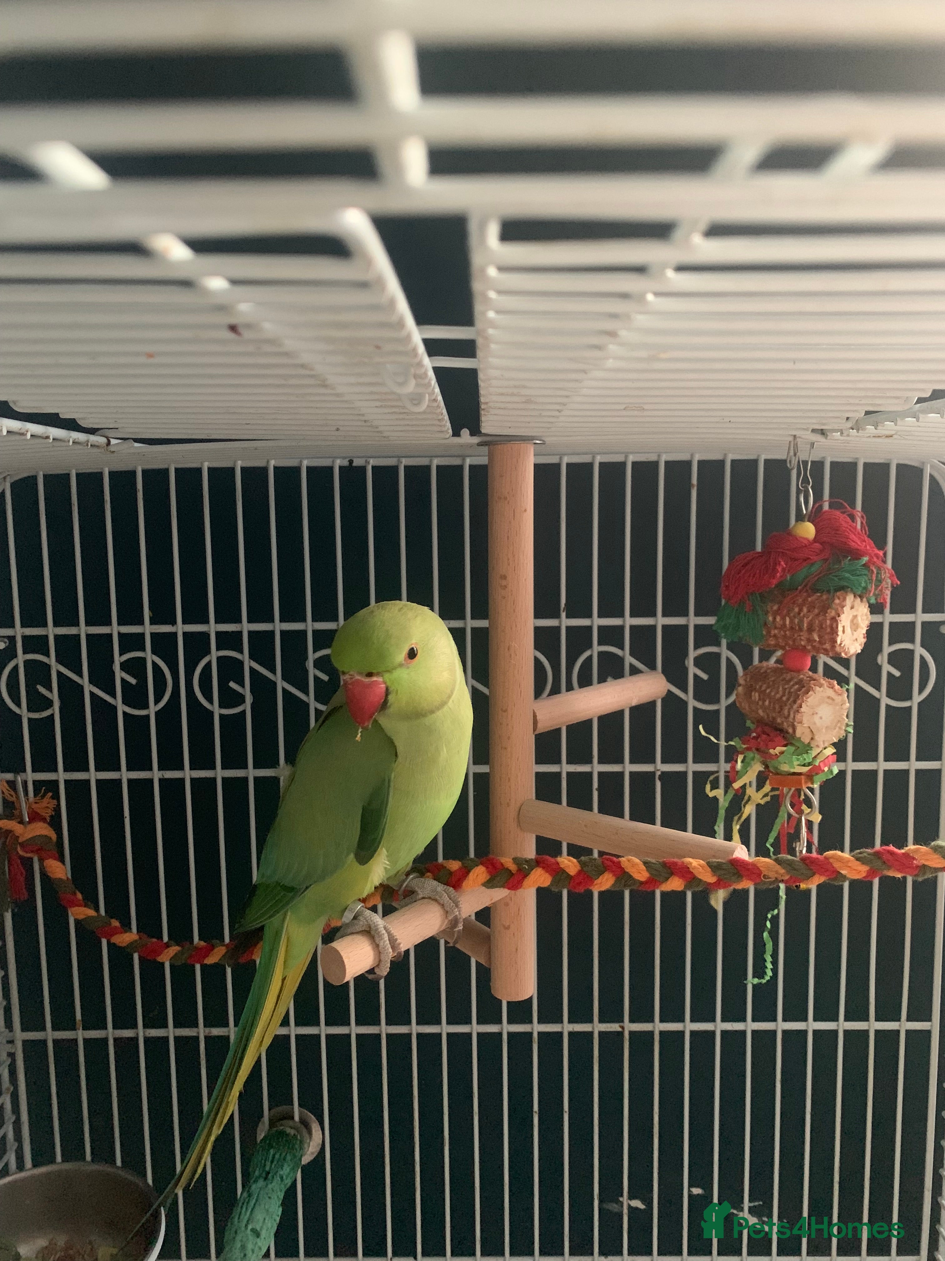 Ringnecks birds For sale  - Advert 1