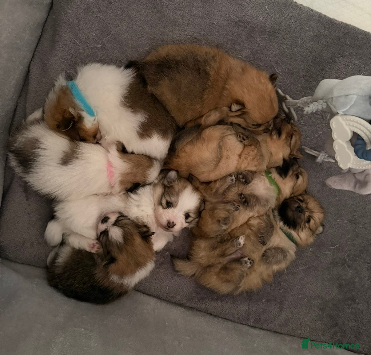 Pomeranian dogs for sale: Pomeranian Puppies Available To Reserve Now in Manchester - Advert 2