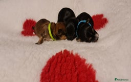 Chorkie dogs for sale: Outstanding Chihuahua x Yorkshire Terrier puppies  - Advert 8