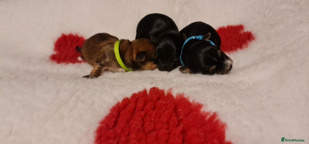 Chorkie dogs for sale: Outstanding Chihuahua x Yorkshire Terrier puppies  - Advert 8