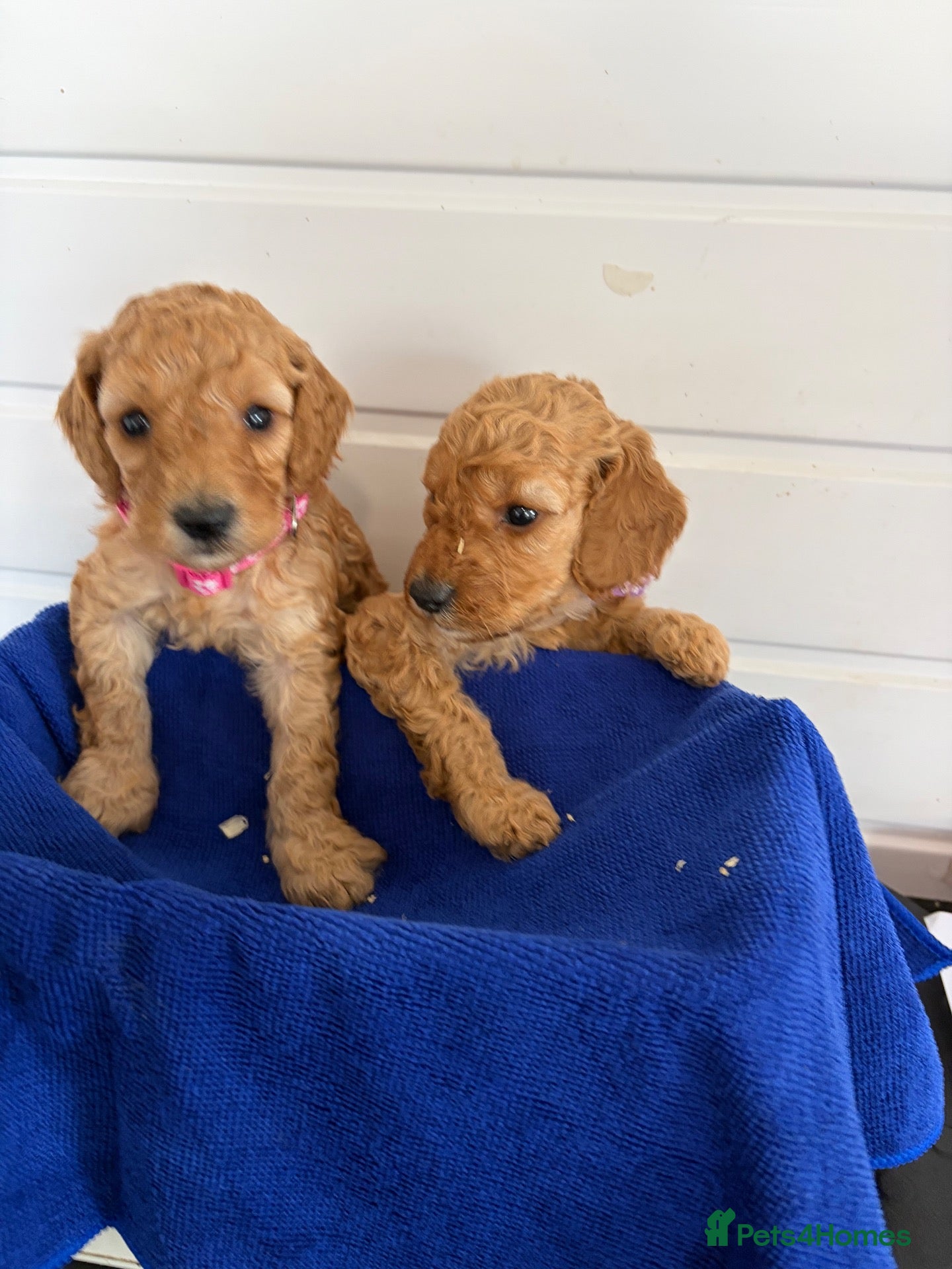 Cockapoo dogs Health tested girls red very curly F1b  cockapoo  - Advert 15