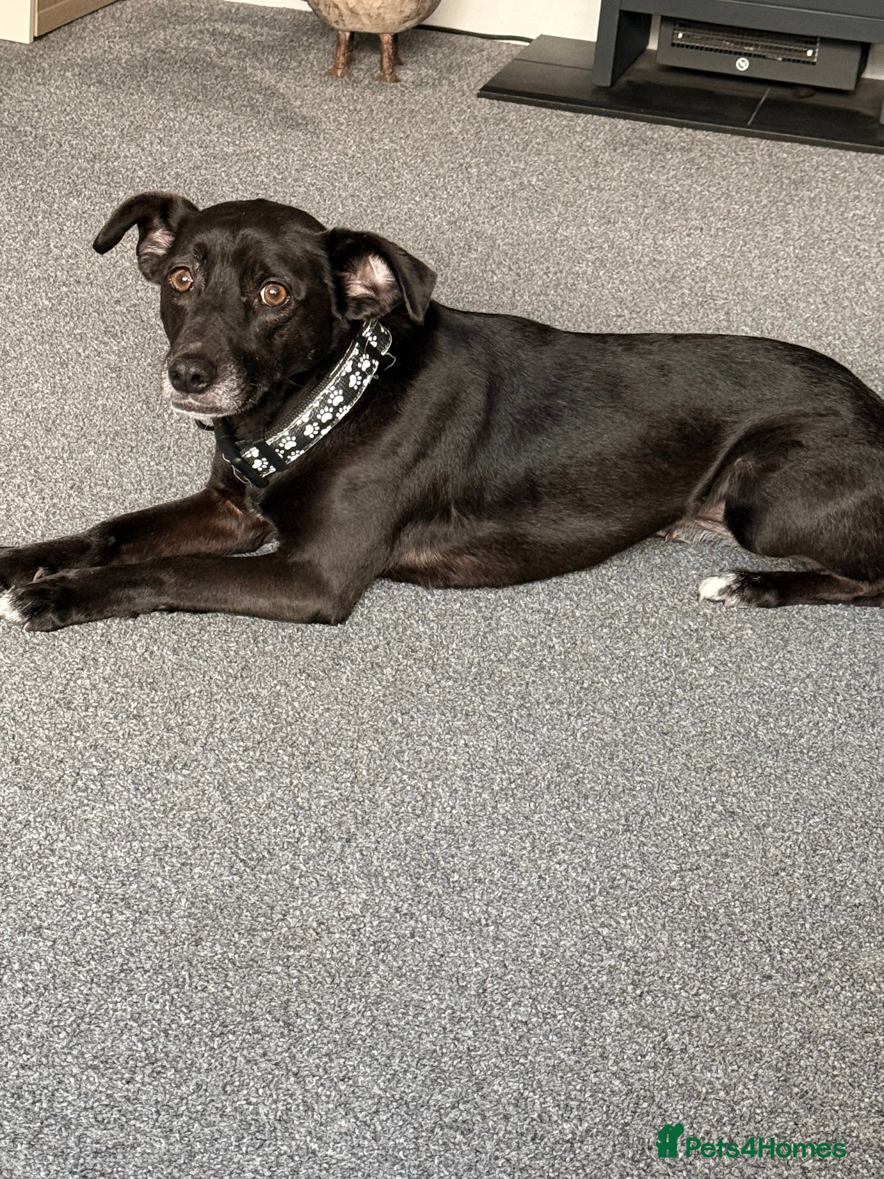 Mixed Breed dogs Lily 8yr old mixed breed  - Advert 1