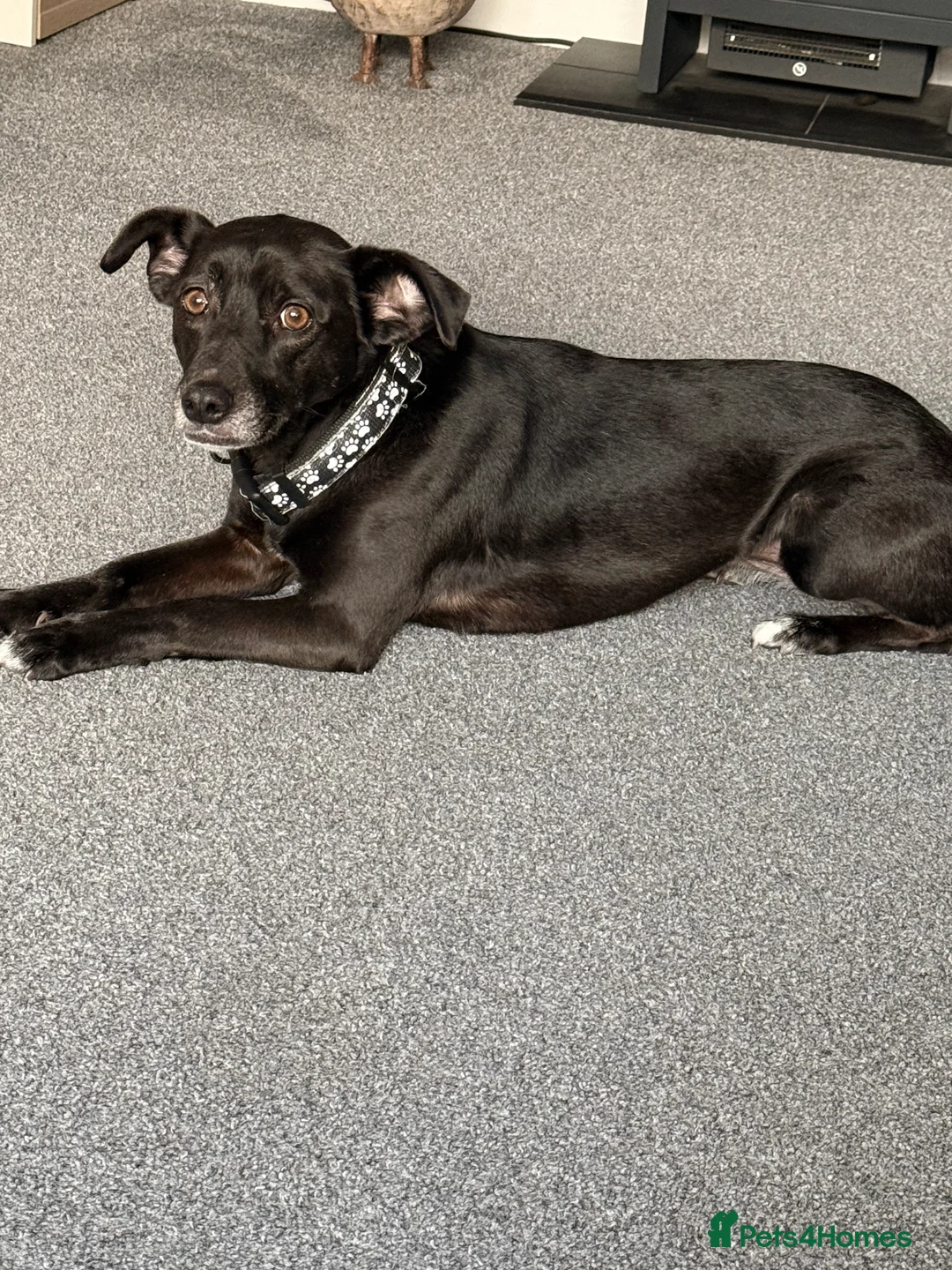 Mixed Breed dogs for sale: Lily 8yr old mixed breed  - Advert 1