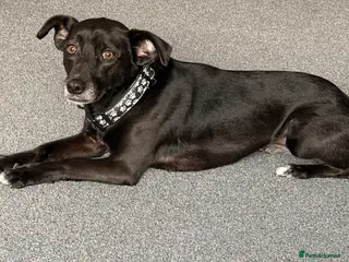 Mixed Breed dogs Lily 8yr old mixed breed - Advert 1