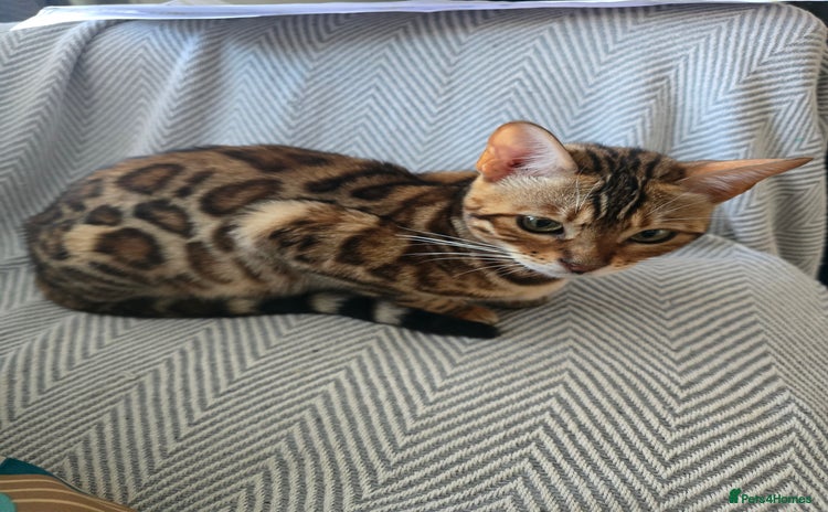 Bengal cats - Advert 1