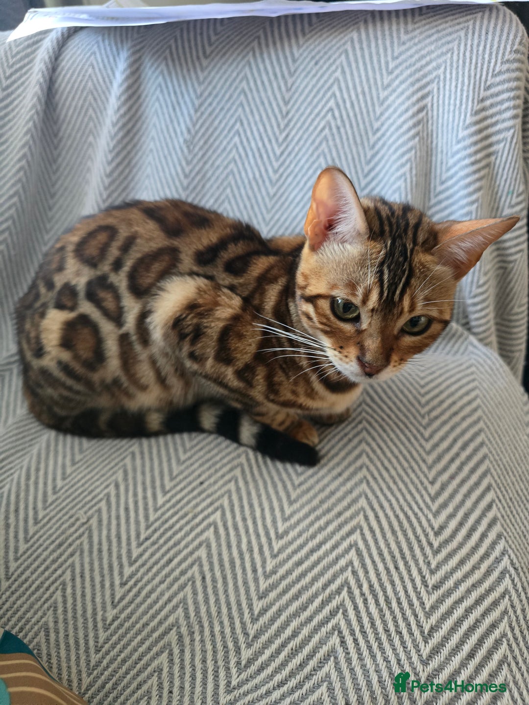 Bengal cats for sale: Bengal girl for sale - Image 1