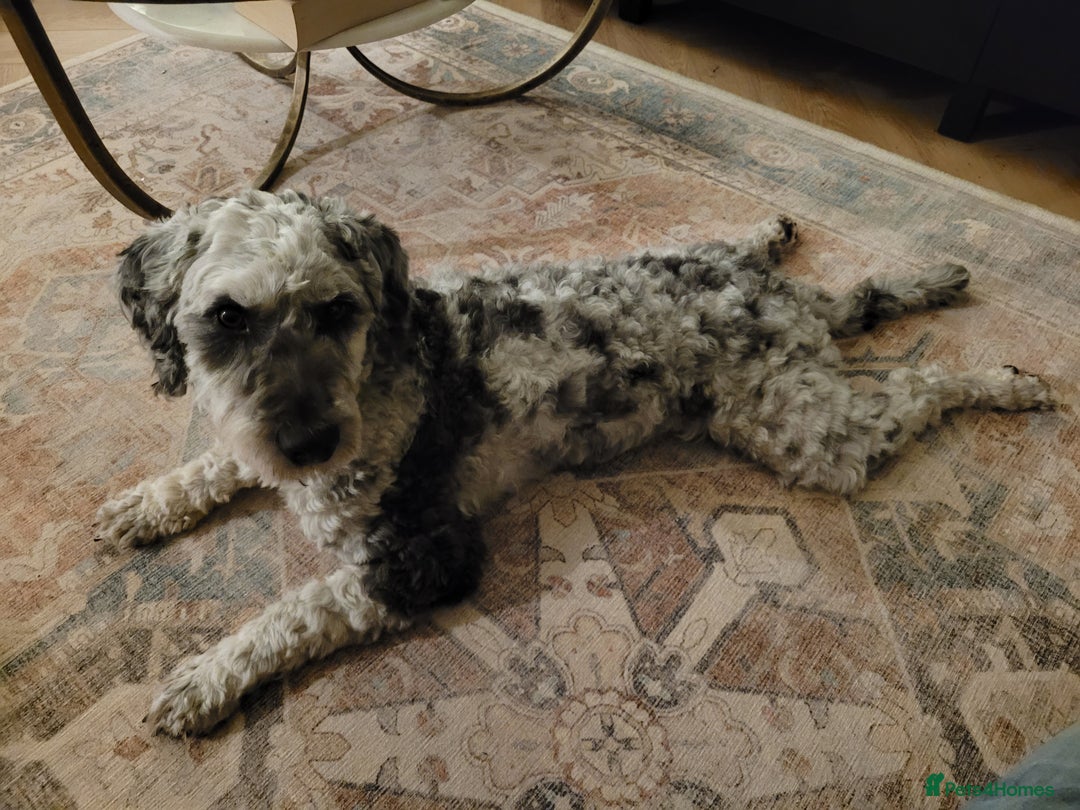 Cockapoo dogs for stud: Blue Merle F1B Miniature Cockapoo - West Midlands - Advert 3