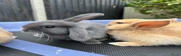 Mini Lop rabbits for sale: Pure breed Mini Lops - Advert 4