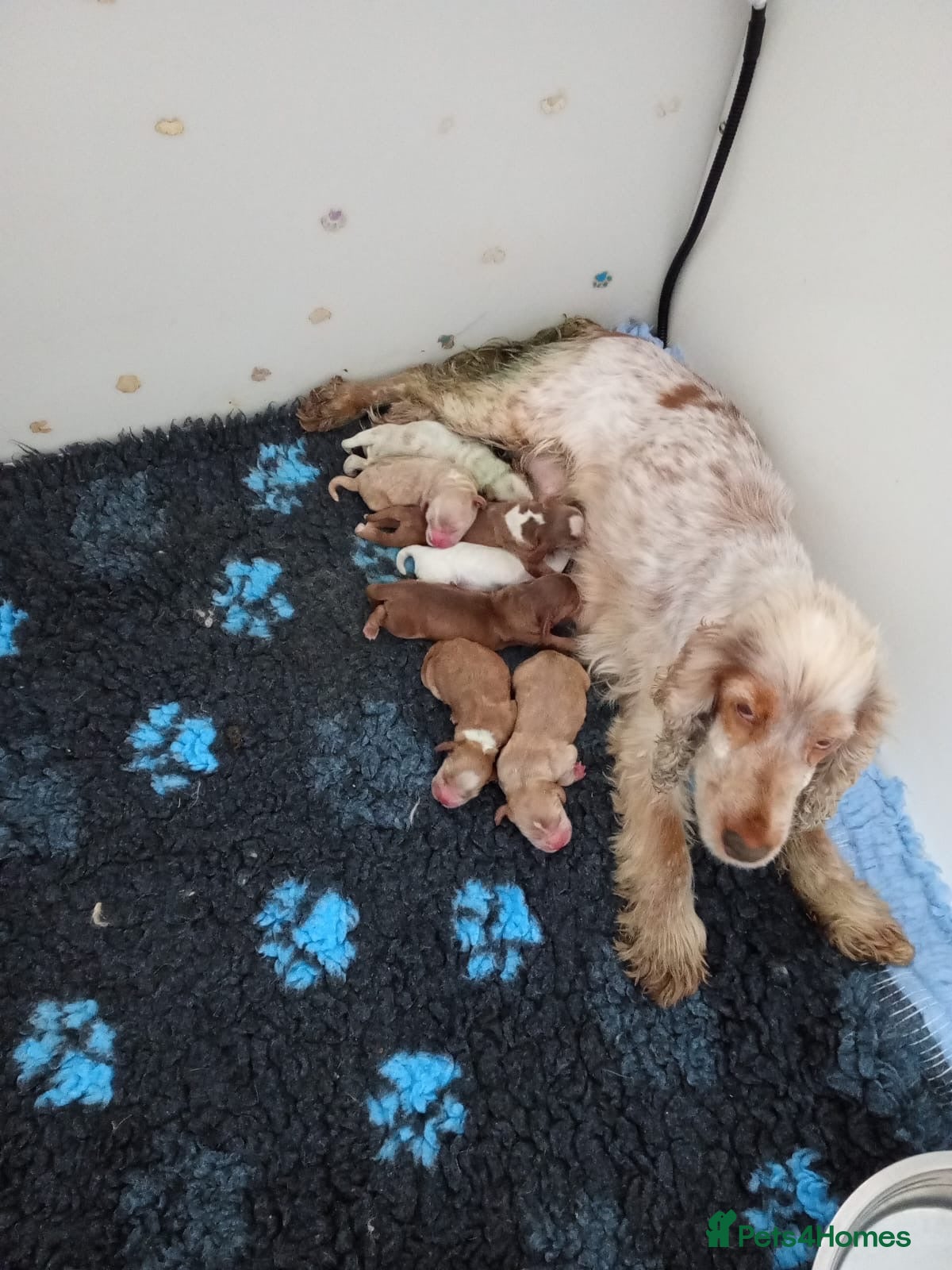 Cocker Spaniel dogs 6 show type kc reg cocker spaniels puppies - Advert 1