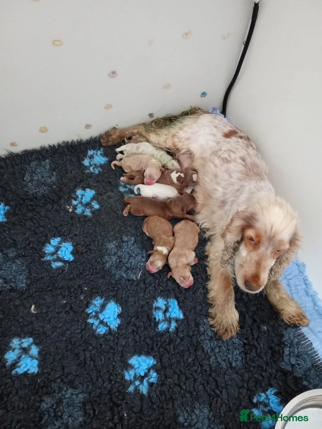 Cocker Spaniel dogs for sale: 6 show type kc reg cocker spaniels puppies - Advert 1