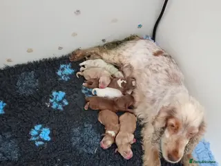 Cocker Spaniel dogs 6 show type kc reg cocker spaniels puppies - Advert 1