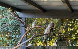 Cockatiels birds for sale: 2 pairs Aviary kept/price for the 2pairs together. - Image 3