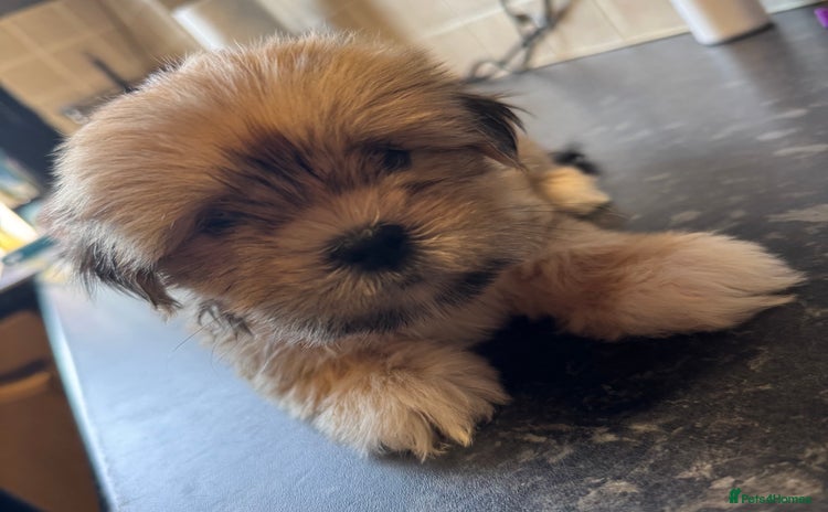 Lhasa Apso dogs - Advert 1