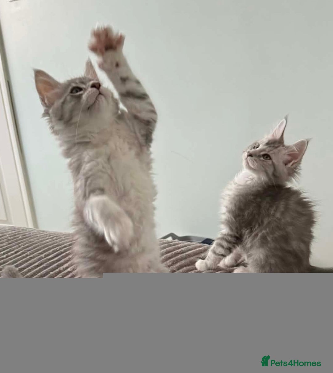 Maine Coon cats for sale: Gorgeous TICA Maine Coon Kittens - Advert 10