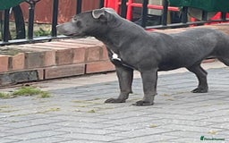 Staffordshire Bull Terrier dogs for sale: Staffordshire bull terrier female  - Image 7