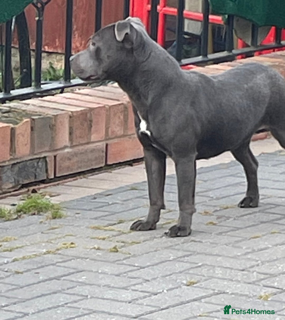 Staffordshire Bull Terrier dogs for sale: Staffordshire bull terrier female  - Image 7