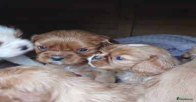 Cavalier King Charles Spaniel dogs - Advert 4