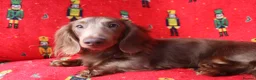 Miniature Dachshund dogs for sale: Mini Dachshunds🌟😍 - Advert 8