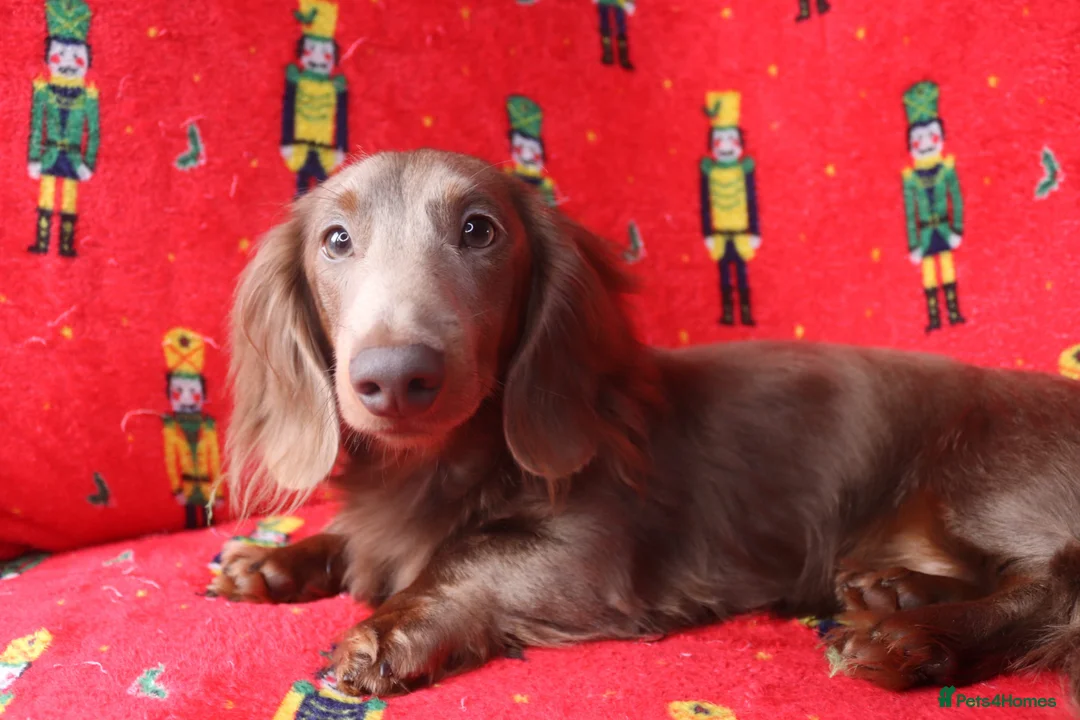 Miniature Dachshund dogs for sale: Mini Dachshunds🌟😍 - Advert 8