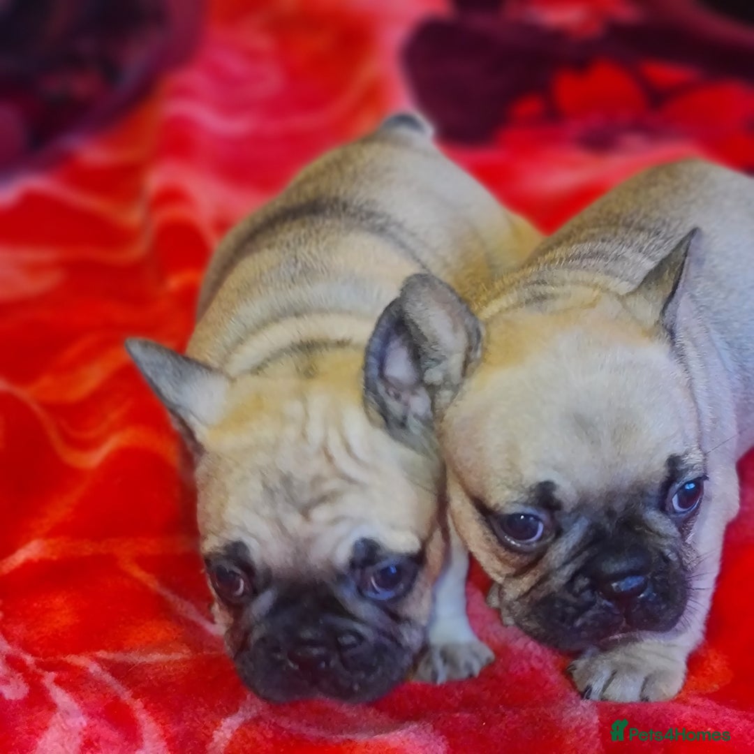 French Bulldog dogs for sale: French Bulldog puppies - Advert 4