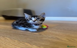 Bengal cats for sale: Ava’s Finest Pure Bengals, THREE Kittens Left. . . in Northampton - Image 40