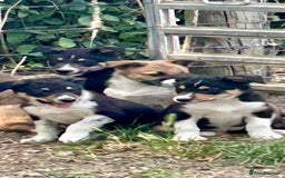 Border Collie dogs for sale: Border collie puppies  - Image 1