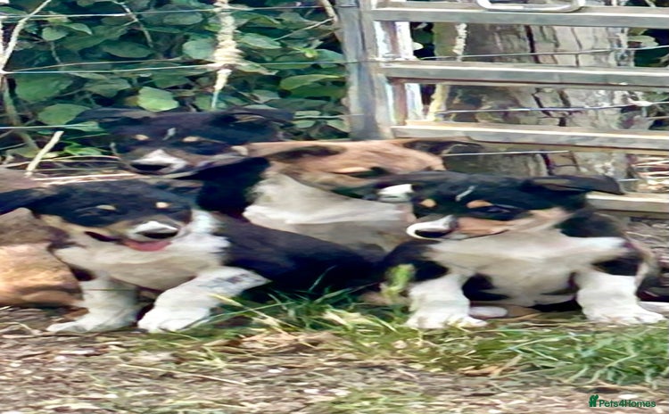 Border Collie dogs - Advert 3