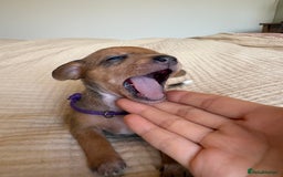 Miniature Dachshund dogs for sale: 💕🐕Beautiful Miniature Dachshund puppies - Image 10