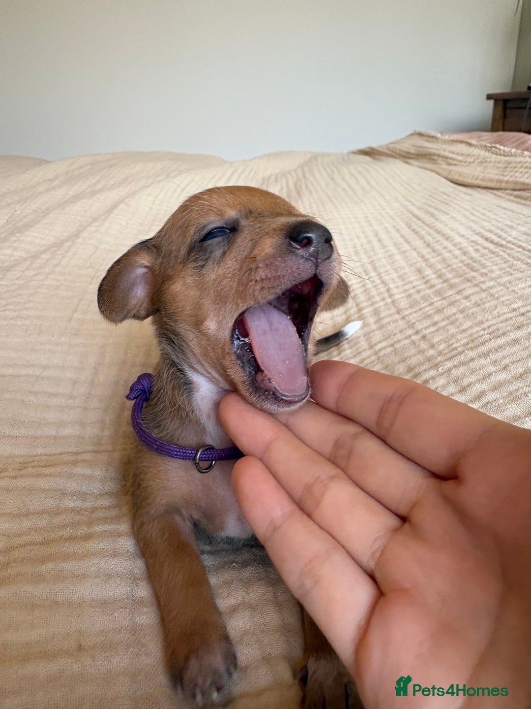 Miniature Dachshund dogs for sale: 💕🐕Beautiful Miniature Dachshund puppies - Image 10