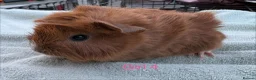 Guinea Pig rodents for sale: Baby Girls & Boys - Advert 4