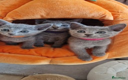 Russian Blue cats for sale: Pure Russian Blue kittens 💙  - Image 19