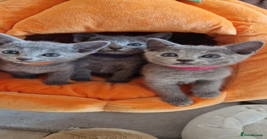 Russian Blue cats - Advert 2