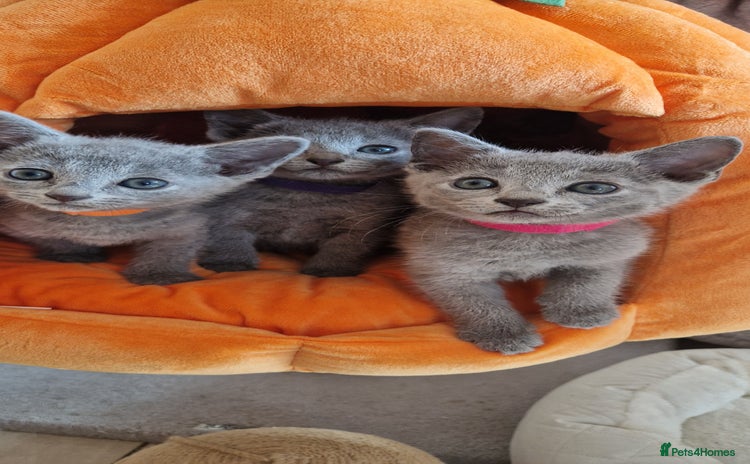 Russian Blue cats - Advert 6