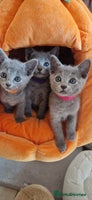 Russian Blue cats - Advert 7