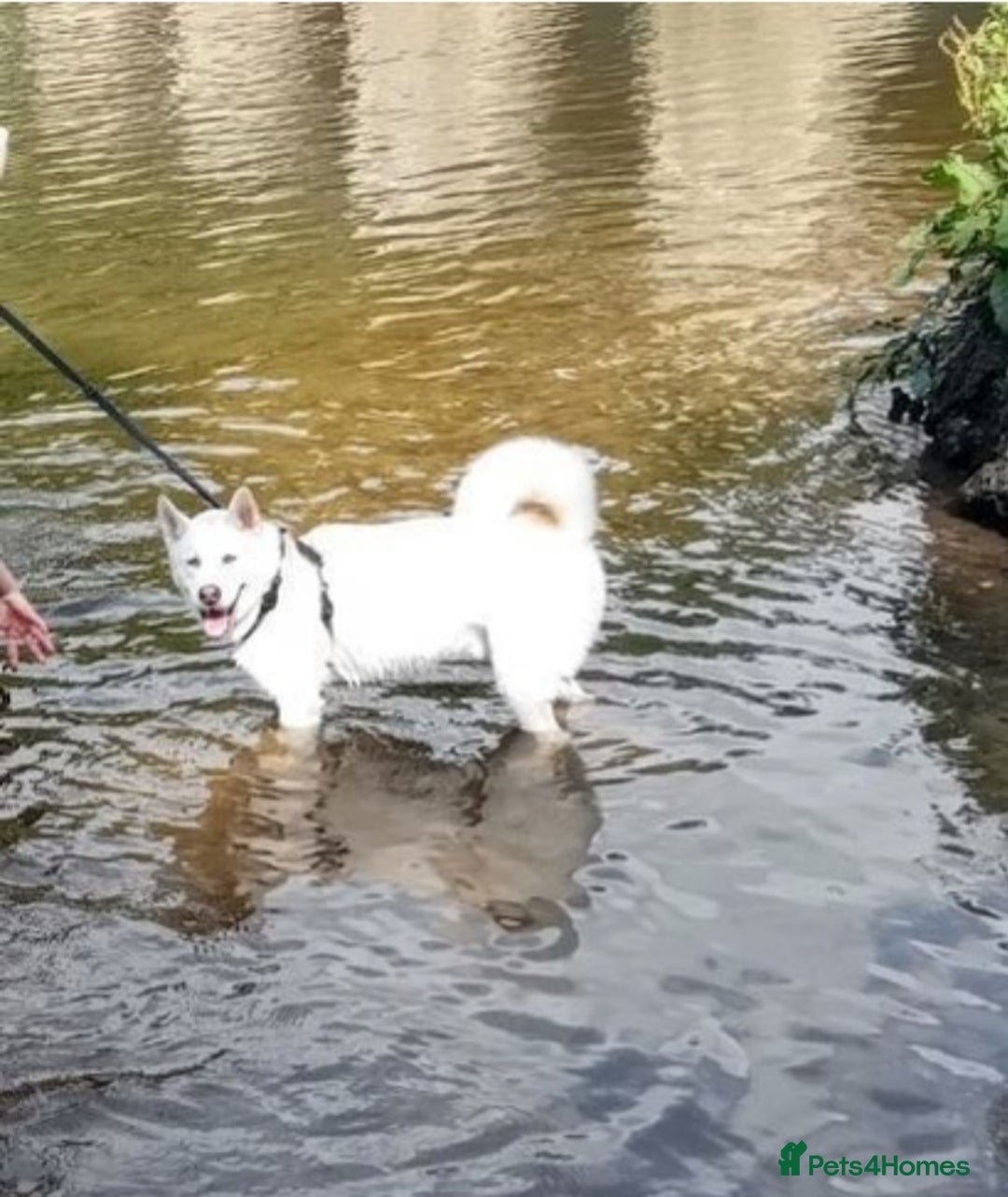 Huskita dogs for sale: 2year 3month male akita×husky looking for 5*home - Advert 7