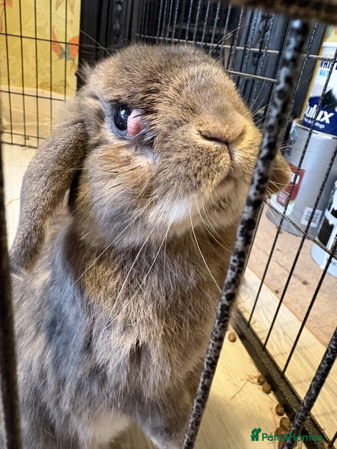 Mini Lop rabbits for sale: Mog (8.5yo mini lop) in Harrow - Advert 4