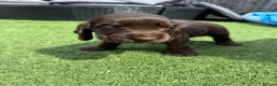 Cocker Spaniel dogs for sale: 3 amazing show cocker spaniels  in Barnsley - Advert 2