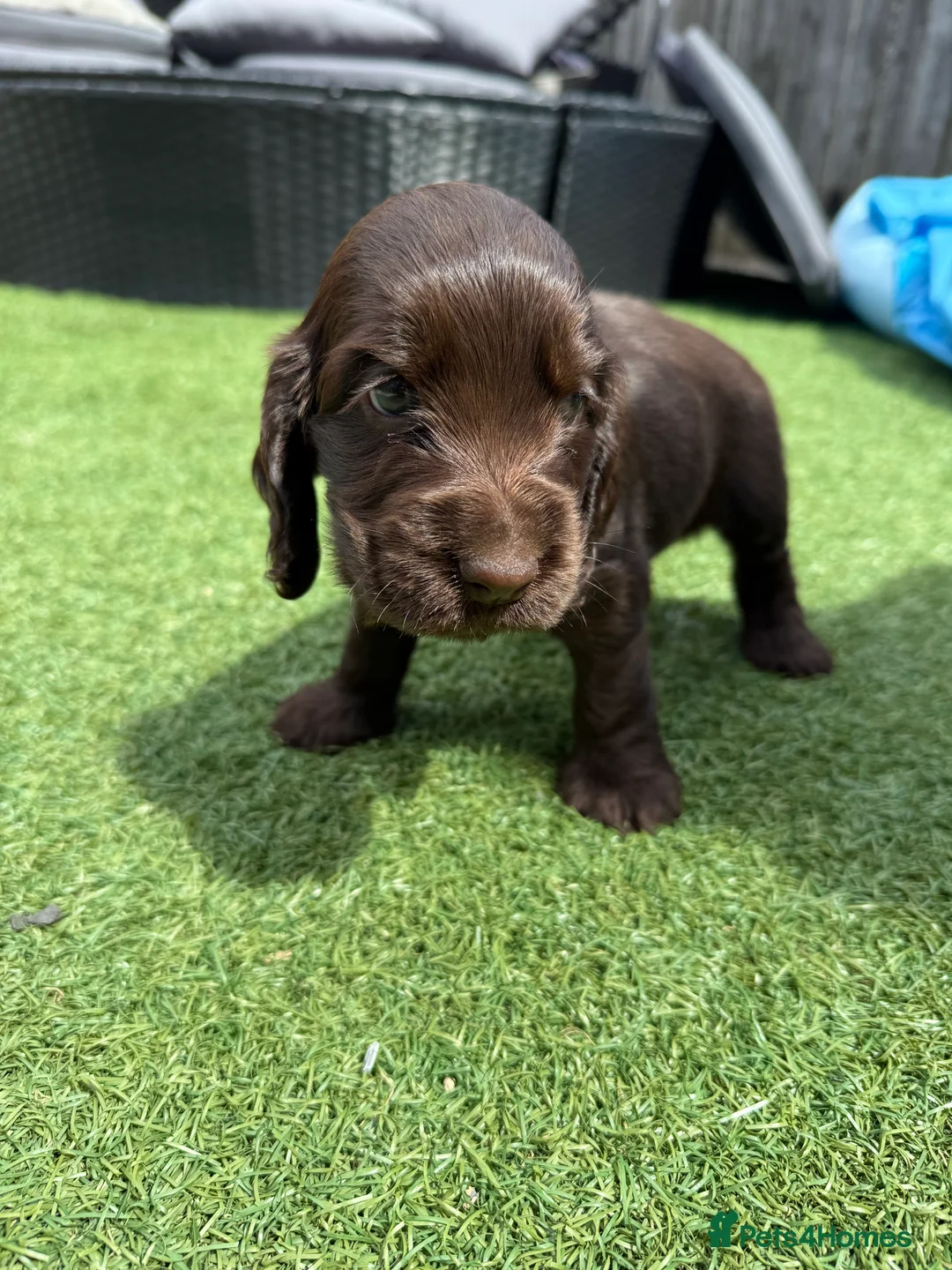 Cocker Spaniel dogs for sale: 3 amazing show cocker spaniels  in Barnsley - Advert 2