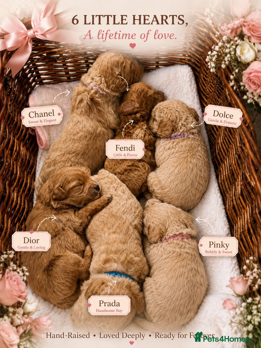 Maltipoo dogs Tiny toy teddy faced Maltipoo puppies  - Advert 1