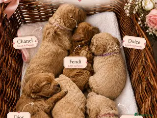 Maltipoo dogs Tiny toy teddy faced Maltipoo puppies - Advert 1