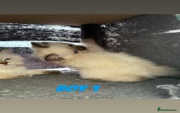 Ragdoll cats for sale: *STUNNING* litter of ragdolls  - Image 11