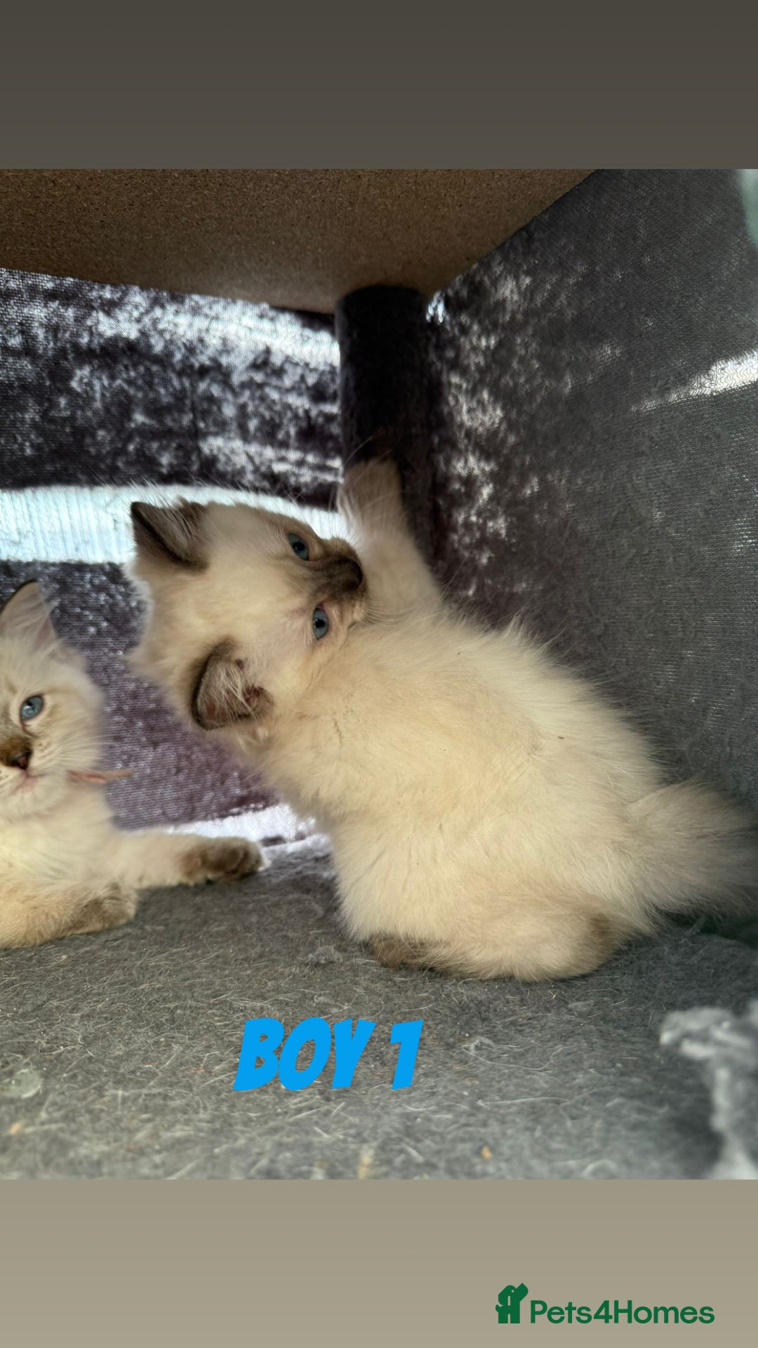 Ragdoll cats for sale: *STUNNING* litter of ragdolls  - Image 11