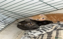 Mixed Breed cats for sale: Mainecoon cross kittens  - Image 4