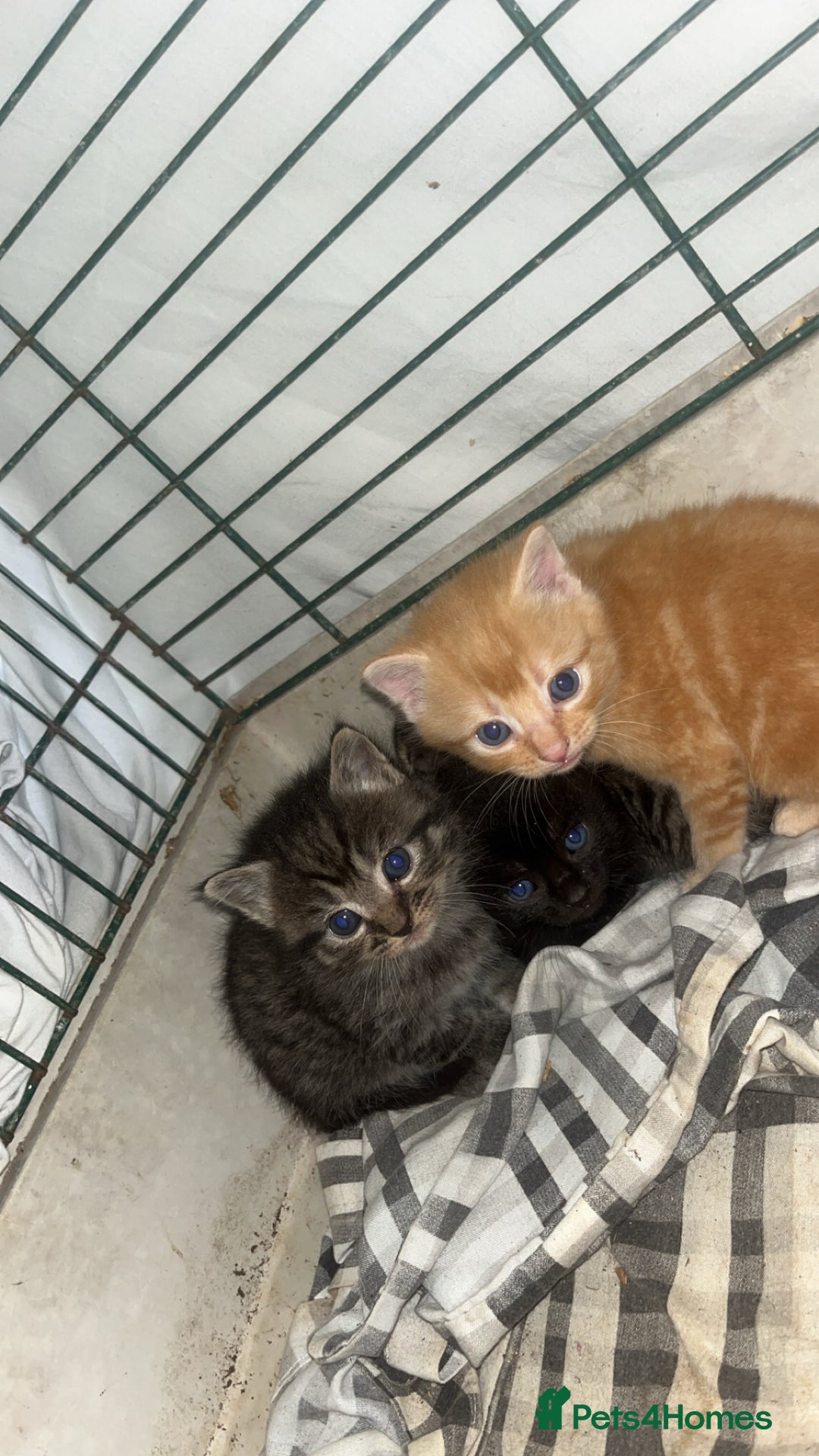 Mixed Breed cats for sale: Mainecoon cross kittens  - Image 4
