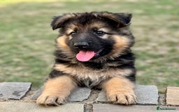 German Shepherd dogs for sale: STUNNING GSD PUPPIES, 2 BOYS AVAILABLE  - Image 2